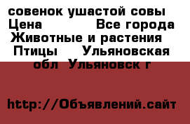 совенок ушастой совы › Цена ­ 5 000 - Все города Животные и растения » Птицы   . Ульяновская обл.,Ульяновск г.